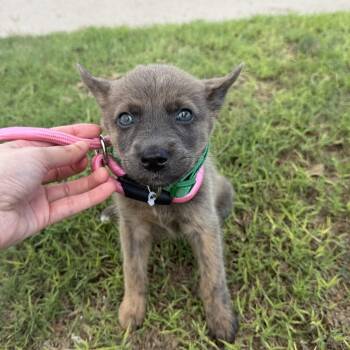 Ellie -  Dutch Shepherd and Shepherd Dog for Adoption in Harlingen, Texas - Ellie | PetCurious