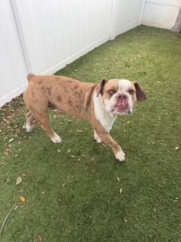 English Bulldog Dogs Available for Adoption in Margate, Florida - BUCKY | PetCurious