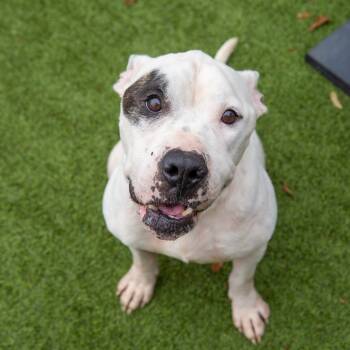 Rescue Terrier and Mixed Breed Dogs for Adoption in Gainesville, Georgia - Rascal | PetCurious