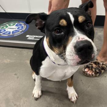 Foxi (Roxi) -  Terrier Dog for Adoption in Tampa, Florida - Foxi (Roxi) | PetCurious