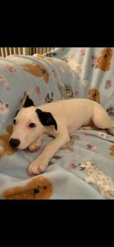 Yeti -  Labrador Retriever and Terrier Dog for Adoption in Gillsville, Georgia - Yeti | PetCurious