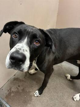 Gene -  Great Dane Dog for Adoption in Phoenix, Oregon - Gene | PetCurious