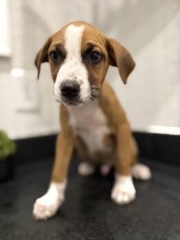 Rescue Plott Hound and Mountain Cur Dogs for Adoption in Mt. Juliet, Tennessee - Cooper (McMinnville St. Pup) | PetCurious