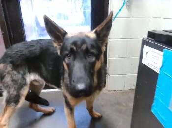 German Shepherd Dog Dogs Available for Adoption in Tulsa, Oklahoma - VINCE | PetCurious