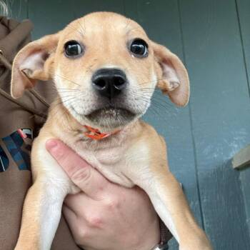 Labrador Retriever Dogs Available for Adoption in Tulsa, Oklahoma - Eevee | PetCurious