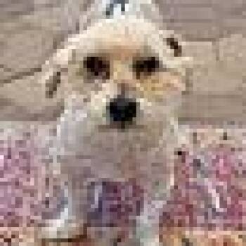 Terrier Dogs Available for Adoption in Las Vegas, Nevada - Yoshi | PetCurious