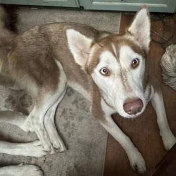 Siberian Husky Dogs Available for Adoption - Luna | PetCurious