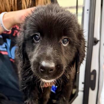 Golden Retriever and Mixed Breed Dogs Available for Adoption in Peyton, Colorado - Ecuador (AP26-104) | PetCurious