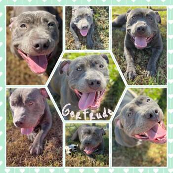 Gertrude -  Pit Bull Terrier Dog for Adoption in Fort Smith, Arkansas - Gertrude | PetCurious