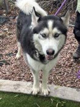 Hyundai -  Siberian Husky Dog for Adoption in Steamboat Springs, Colorado - Hyundai | PetCurious