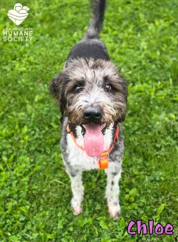 Standard Poodle Dogs Available for Adoption in Heath, Ohio - Chloe | PetCurious