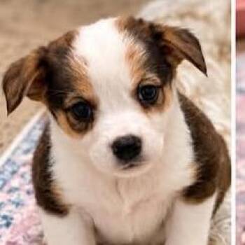 Milo -  Mixed Breed Dog for Adoption in Dover, Arkansas - Milo | PetCurious