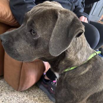 Carmen -  Pit Bull Terrier Dog for Adoption in Incline Village, Nevada - Carmen | PetCurious