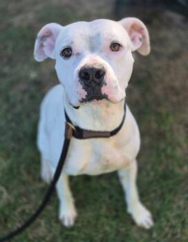 Rescue Mixed Breed Dogs for Adoption in Fort Worth, Texas - Whitfield | PetCurious