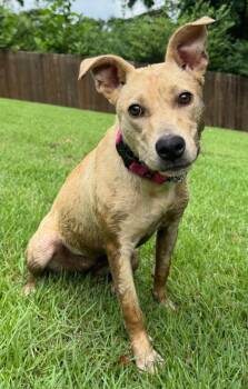 Willow -  Carolina Dog Dog for Adoption in Princeton, Massachusetts - Willow | PetCurious