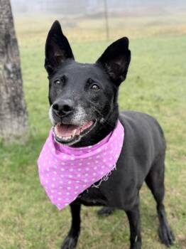 Mixed Breed Dogs Available for Adoption in Menomonie, Wisconsin - Mary Ann | PetCurious