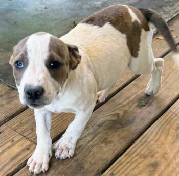 Labrador Retriever and Terrier Dogs Available for Adoption in Falmouth, Maine - Miss Peanut  | PetCurious