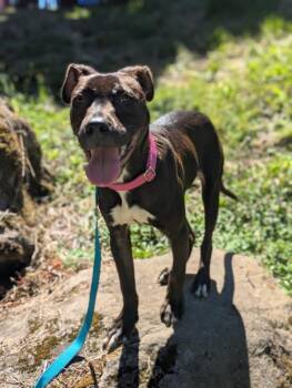 Mr. Petunia -  American Staffordshire Terrier Dog for Adoption in Troutdale, Oregon - Mr. Petunia | PetCurious