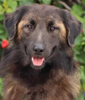 Jared von Janneby -  German Shepherd Dog Dog for Adoption in Los Angeles, California - Jared Von Janneby | PetCurious