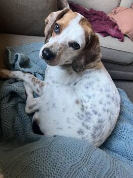 Beagle Dogs Available for Adoption in Washington, District Of Columbia - Jed | PetCurious