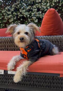 Yorkshire Terrier Dogs Available for Adoption in Palo Alto, California - Fauna | PetCurious