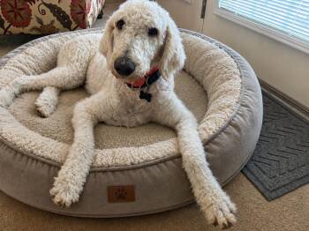 Leo -  Poodle Dog for Adoption in Douglas, Massachusetts - Leo | PetCurious