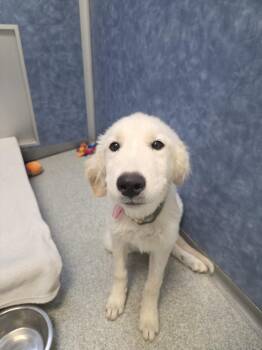 PINEY -  Great Pyrenees Dog for Adoption in Loveland, Colorado - PINEY | PetCurious