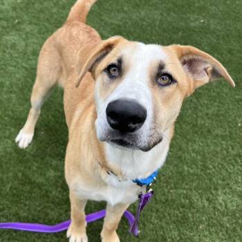 Peach -  Anatolian Shepherd and Australian Cattle Dog Blue Heeler Dog for Adoption in Walnut Creek, California - Peach | PetCurious