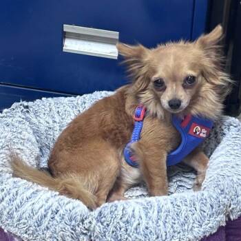 Mini Coop -  Chihuahua Dog for Adoption in Columbus, North Carolina - Mini Coop | PetCurious