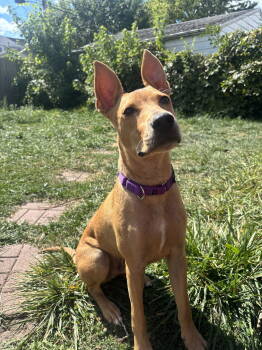 Rescue Pit Bull Terrier Dogs for Adoption in Tonawanda, New York - Stuart Little | PetCurious