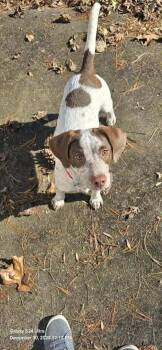 English Springer Spaniel and Beagle Dogs Available for Adoption - Cash | PetCurious