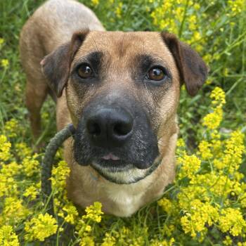 Labrador Retriever Dogs Available for Adoption in Allegan, Michigan - Lady | PetCurious