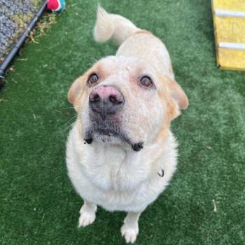 Forest -  Cattle Dog Dog for Adoption in Brockton, Massachusetts - Forest | PetCurious