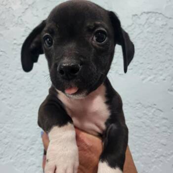 Uncle Jesse -  Chihuahua and Mixed Breed Dog for Adoption in Pinellas Park, Florida - Uncle Jesse | PetCurious