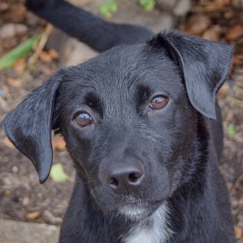 Beatrix -  Black Labrador Retriever and Border Collie Dog for Adoption in Huntley, Illinois - Beatrix | PetCurious