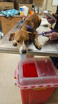 Mixed Breed Dogs Available for Adoption - Remy (Fox) | PetCurious