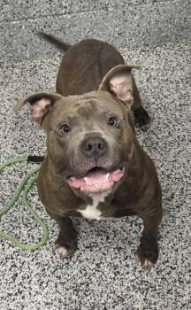 Troy -  Mixed Breed Dog for Adoption in West Chester, Pennsylvania - Troy | PetCurious