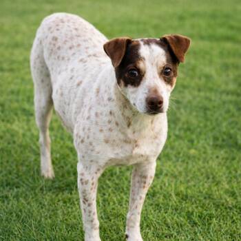 Journey -  Feist and Mixed Breed Dog for Adoption in Morganton, North Carolina - Journey | PetCurious