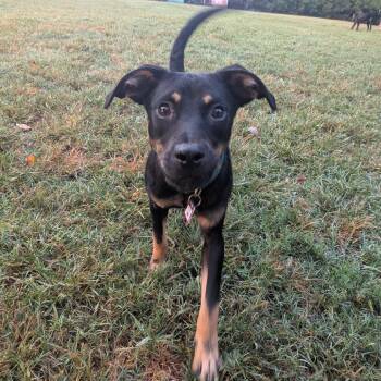 Libby -  Feist Dog for Adoption in Wake Forest, North Carolina - Libby | PetCurious