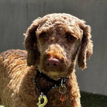 Kennedy -  Poodle and Mixed Breed Dog for Adoption in Merriam, Kansas - Kennedy | PetCurious