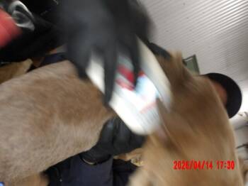 Mixed Breed Dogs Available for Adoption in Hobbs, New Mexico - Sam | PetCurious