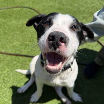 Terrier Dogs Available for Adoption in Kutztown, Pennsylvania - Oreo | PetCurious