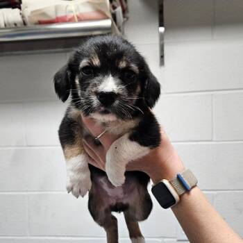 Mixed Breed Dogs Available for Adoption in Corpus Christi, Texas - Rose | PetCurious