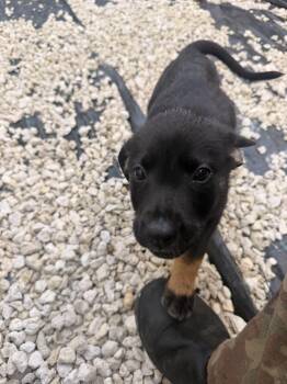 LITTER of 8 - Puppy 3 -  Rottweiler Dog for Adoption in North Miami Beach, Florida - LITTER Of 8 - Puppy 3 | PetCurious