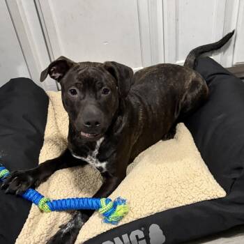 Mixed Breed Dogs Available for Adoption in Greensboro, North Carolina - Spook | PetCurious