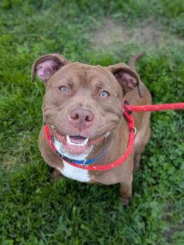 Rescue Terrier Dogs for Adoption in Jamesville, New York - Keem | PetCurious