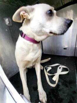 WENDY -  Labrador Retriever Dog for Adoption in San Antonio, Texas - WENDY | PetCurious