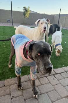 Dahlia -  Mastiff and Great Dane Dog for Adoption in Mesa, Arizona - Dahlia | PetCurious