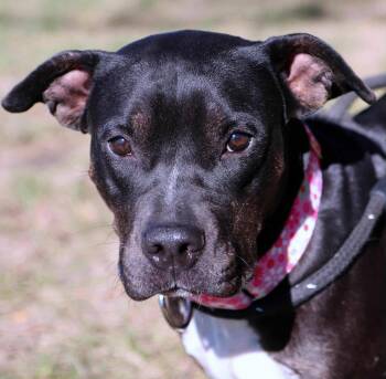 Rescue Pit Bull Terrier Dogs for Adoption in Kansas City, Missouri - Merlot Cl | PetCurious