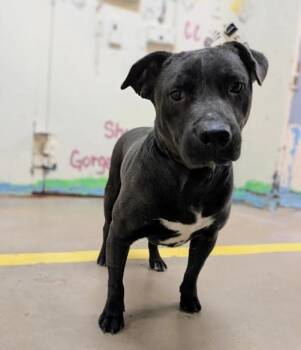 Labrador Retriever Dogs Available for Adoption - 4352 Hercules | PetCurious